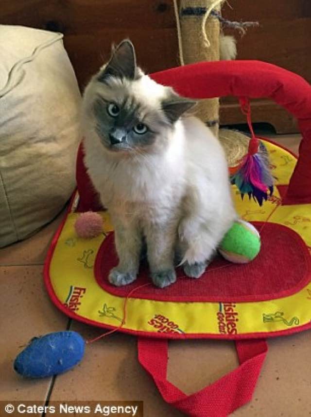 Rescue Ragdoll Kitty Has a Constant Head Tilt. She's Truly Adorable. Love Meow