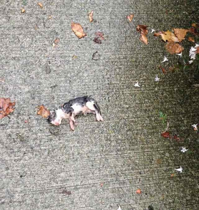 Newborn Kitten Found in the Cold and Rain Turned Around by Love Love Meow