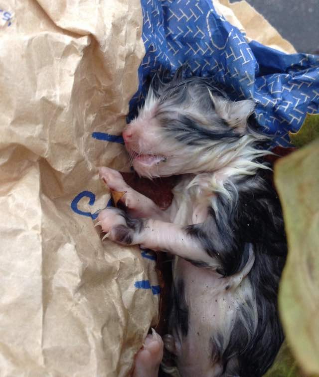 Newborn Kitten Found in the Cold and Rain Turned Around by Love Love Meow