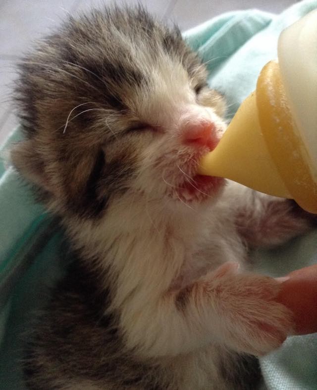 Newborn Kitten Found in the Cold and Rain Turned Around by Love Love Meow