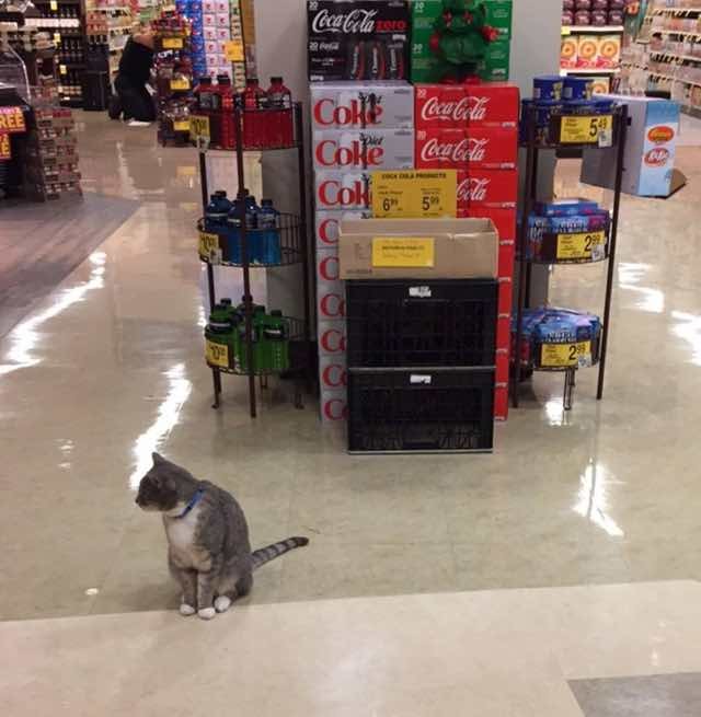 Cat Comes to Safeway Store Every Morning to Hang out with Customers