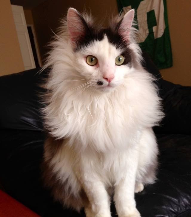 For pictures of beautiful cats with beautiful manes