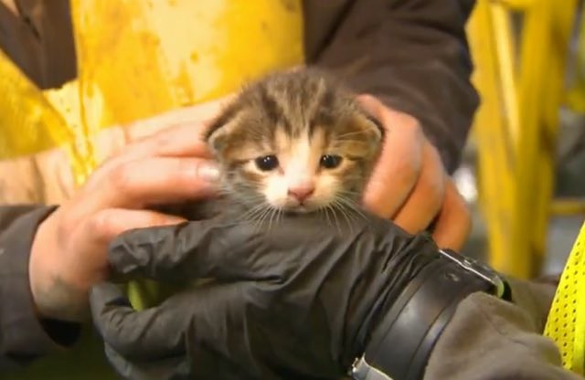 Kitten Saved from Conveyer Belt at Recycling Center Seconds Away from