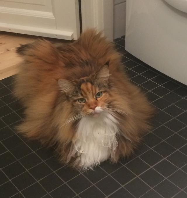 Fluffy Maine Coon Cat Can't Contain Her Magnificent Floof (9 Photos