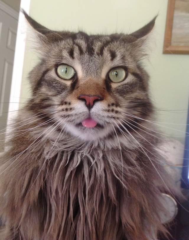 Big Maine Coon Cat Mistaken for Bobcat by Passers By Love Meow