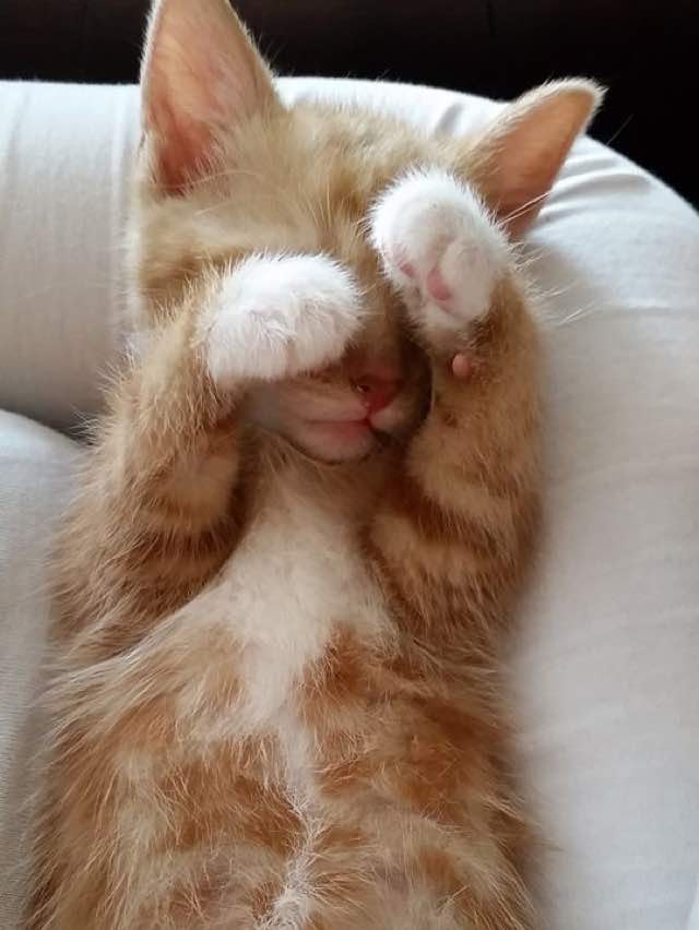 Tiny Kitten Uses His Tail as Pacifier. It Makes Him Happy! Love Meow