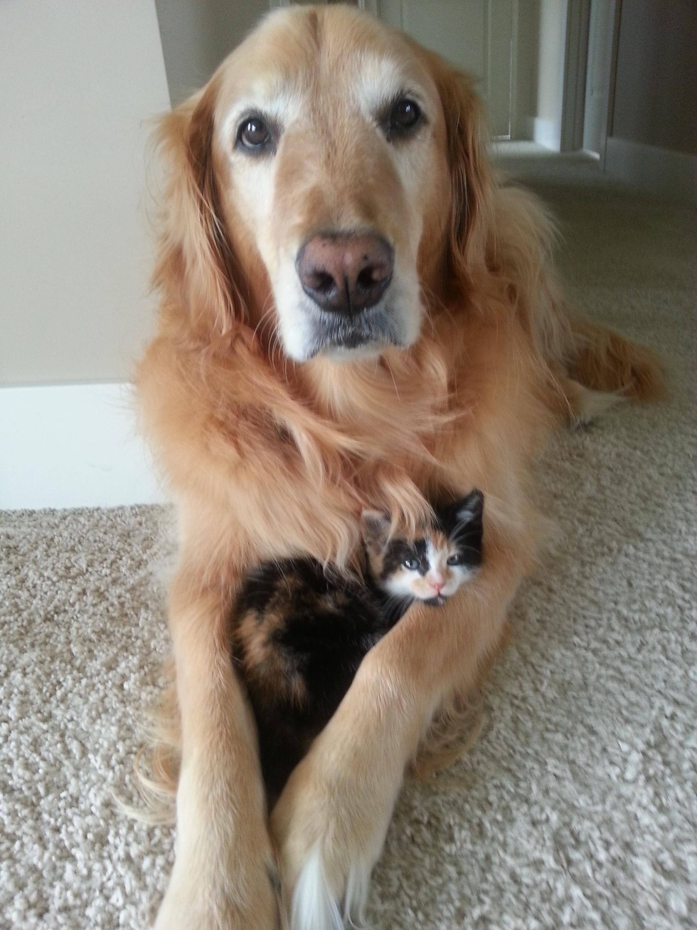 12 Animal Pairs Who've Nailed The Art Of Cuddling