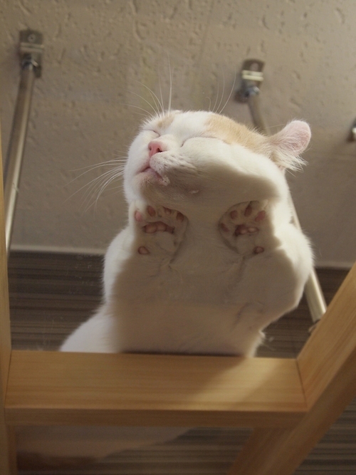 13 Smooshy Cats On Glass