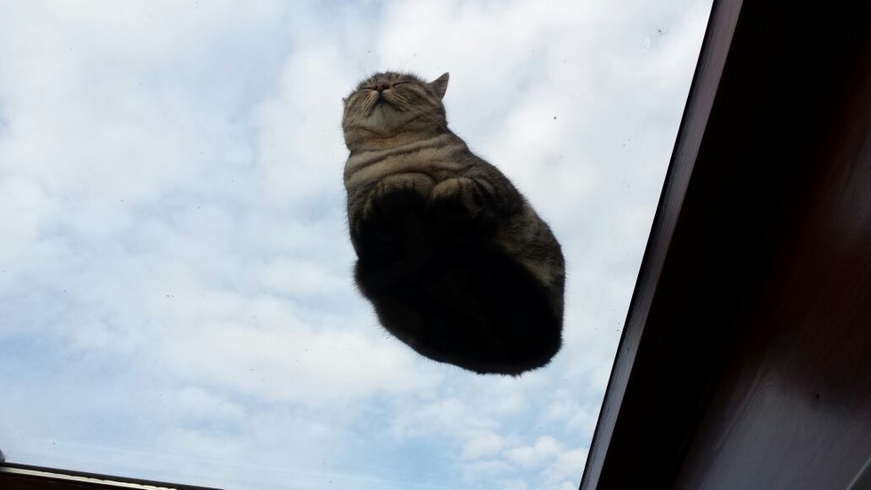 13 Smooshy Cats On Glass