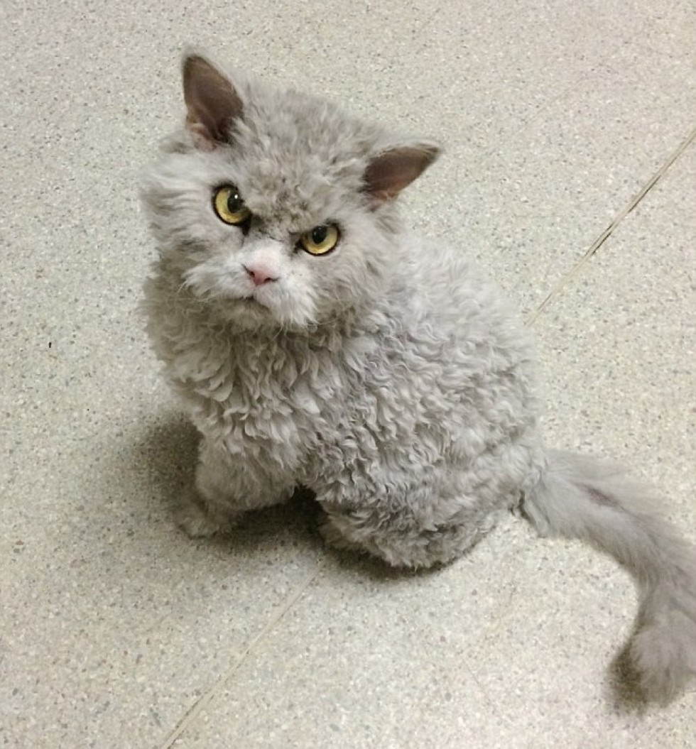 Frowning Kitty Has Ability to Stare and Glare without Moving Love Meow