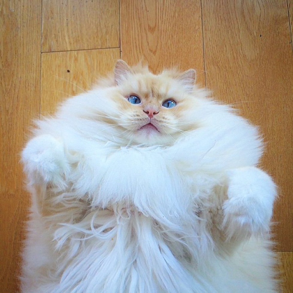 This Kitty's Glorious Fluff May Just Put You on Cloud 9! Love Meow