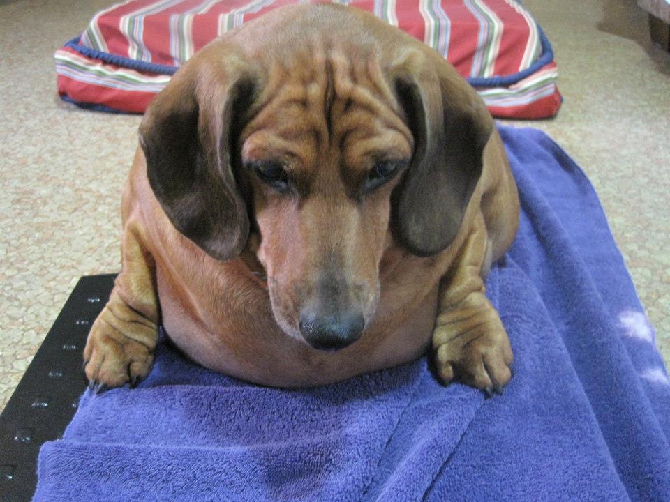 Obese Dachshund Drops 50 Pounds, A Calendar Model