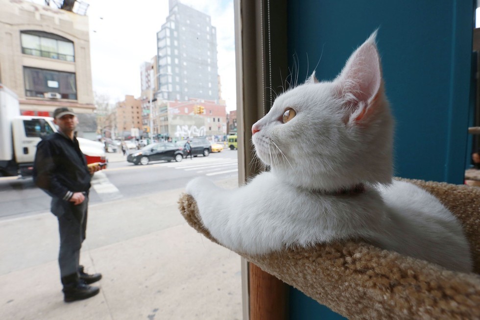 Cat Cafe Offers Purrfect Blend Kitty Adoption With A Side Of Coffee