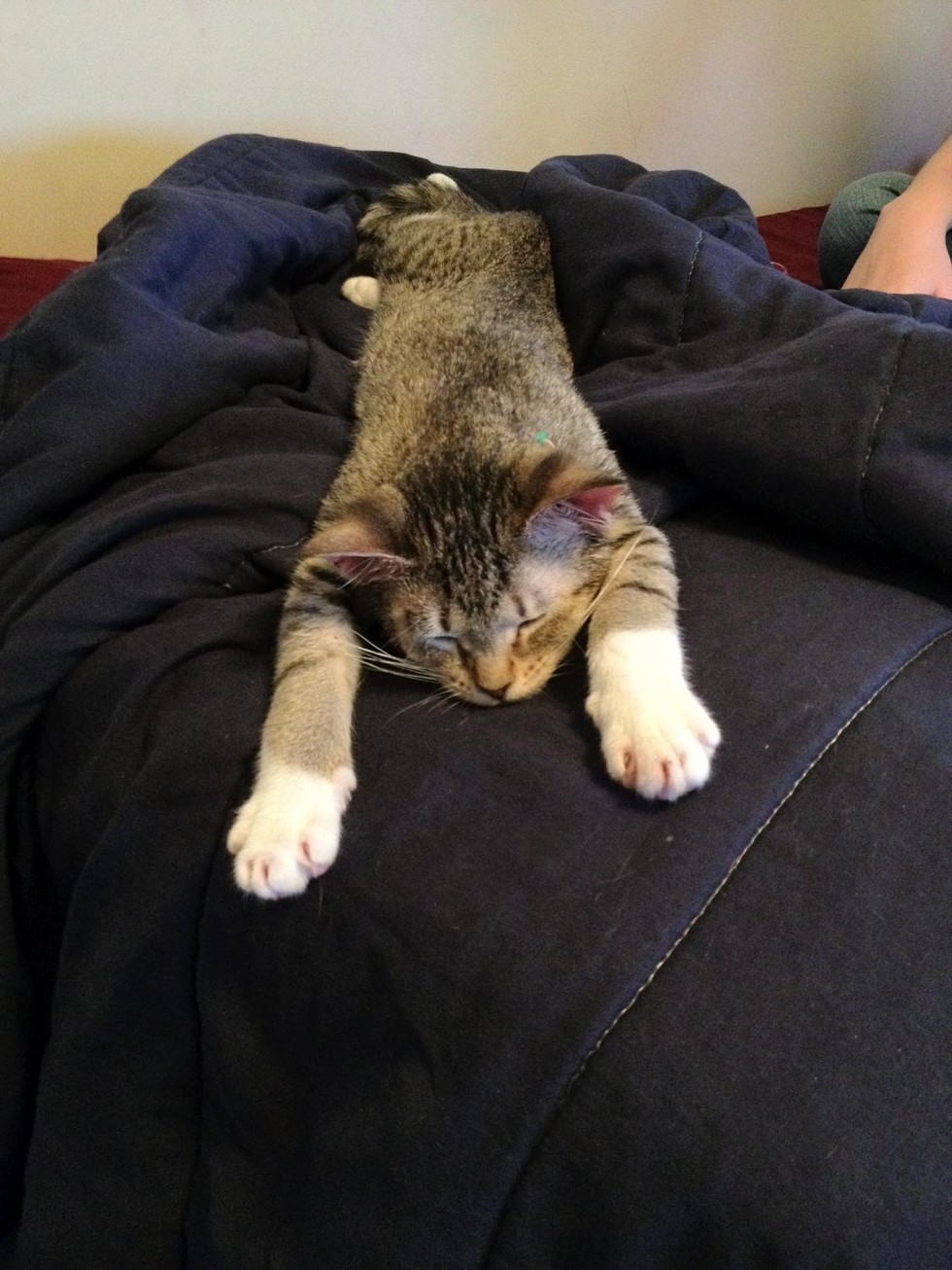 11 Party Animals Who Stayed Up Too Late Last Night