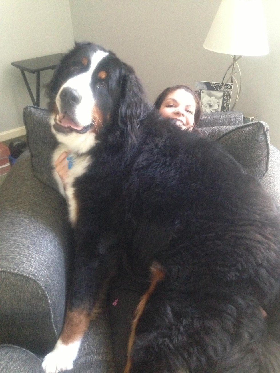9 Big Dogs Who Think They're Small Dogs