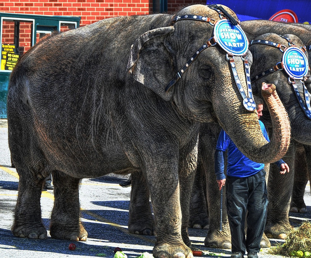 6 Major Animal Issues Worth Fighting For This Year