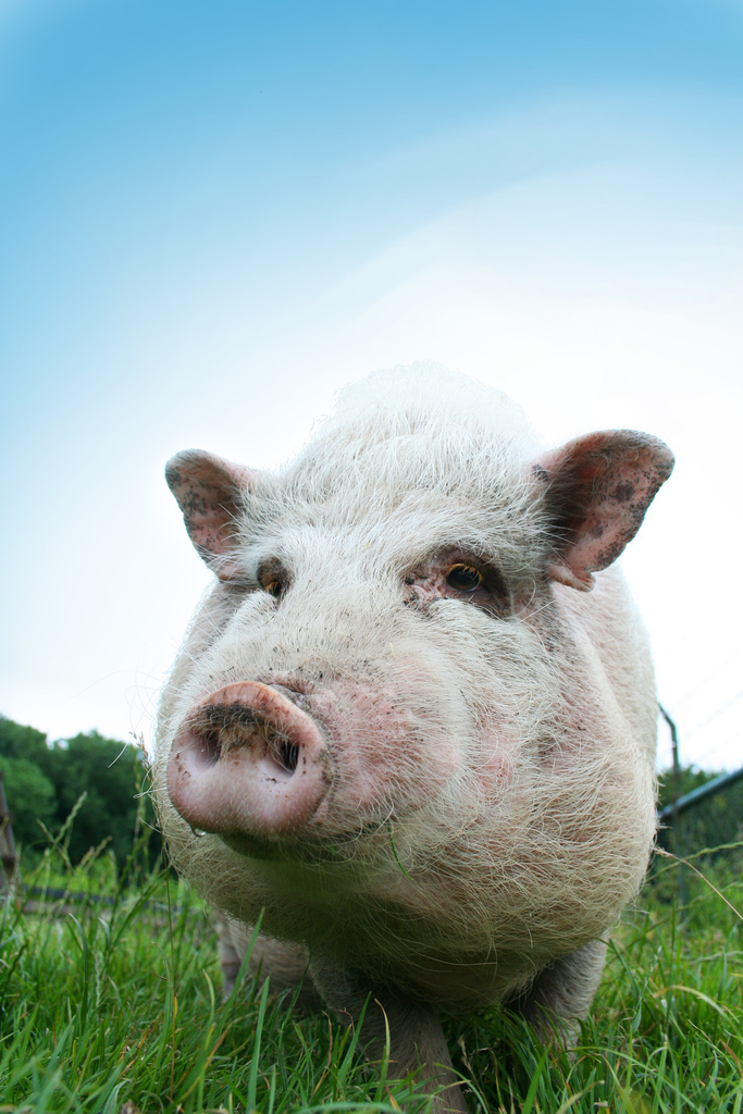 6 Major Animal Issues Worth Fighting For This Year