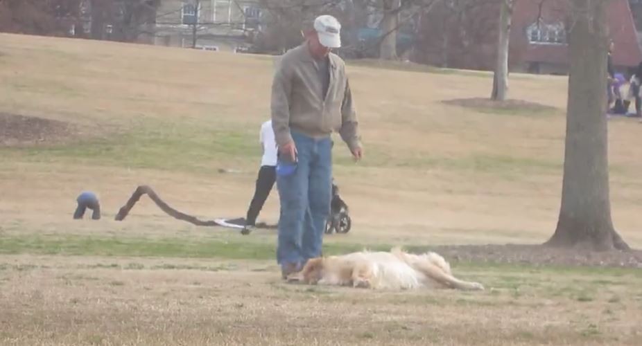 Dog Plays Dead So He Can Stay At The Park Longer