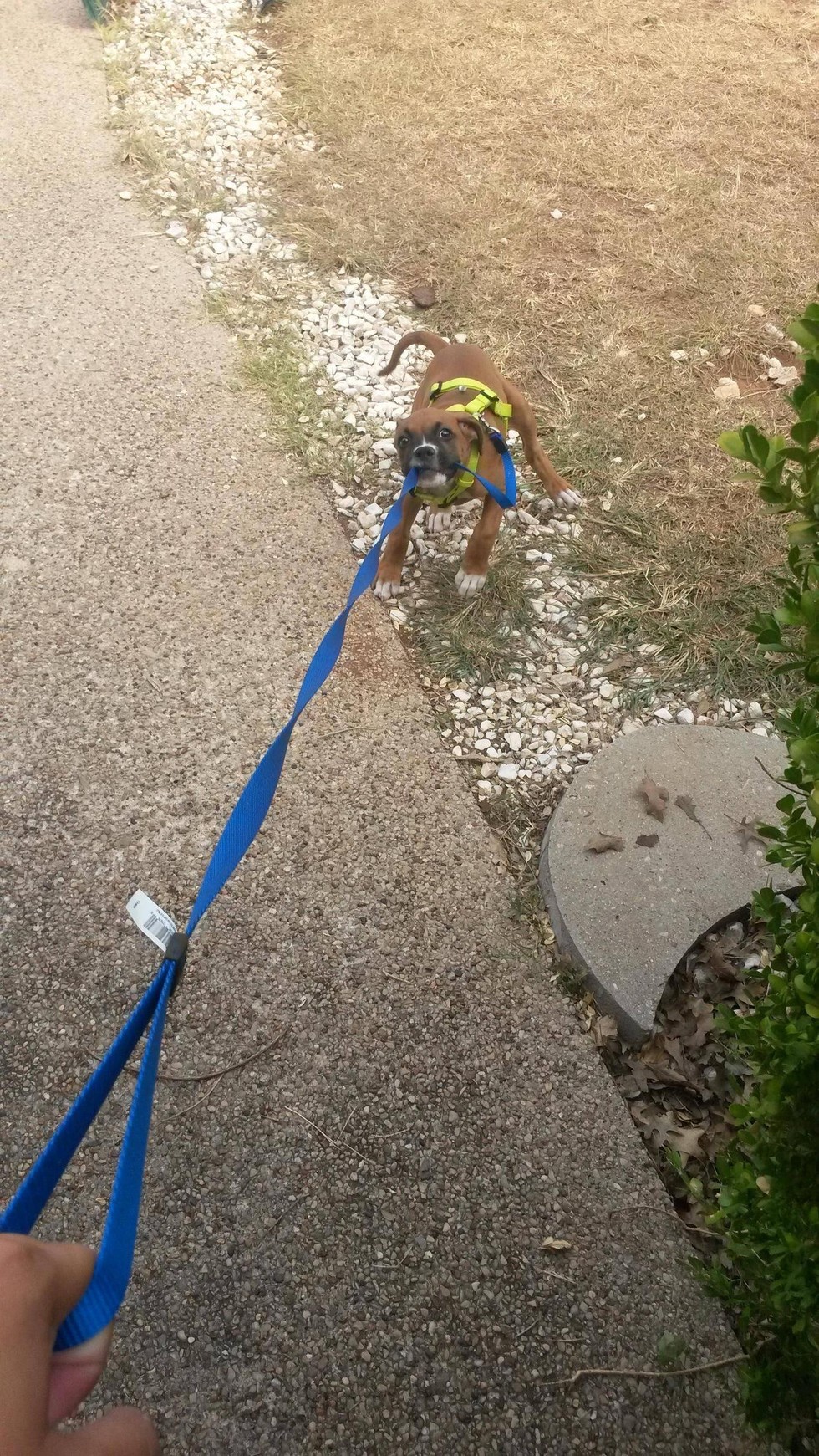 9 Dogs Who Can Walk Themselves, Thank You Very Much