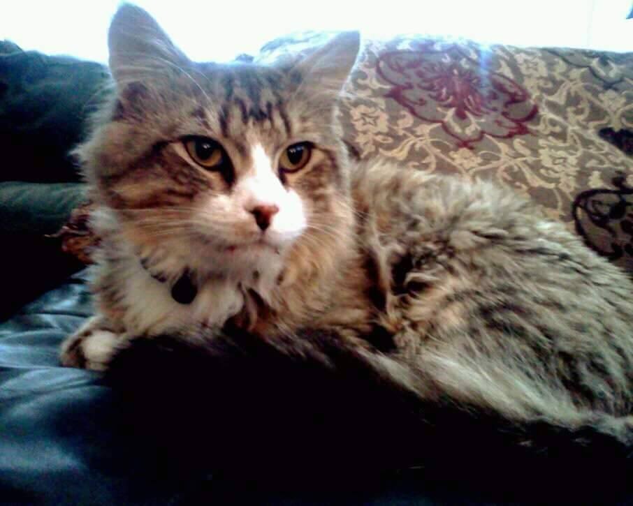 Woman Spent 7 Months to Bring Love Back into Cat that Others Thought