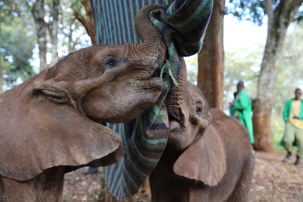 Orphaned Baby Elephants Wrapped In Blankets To Replace Lost Mothers