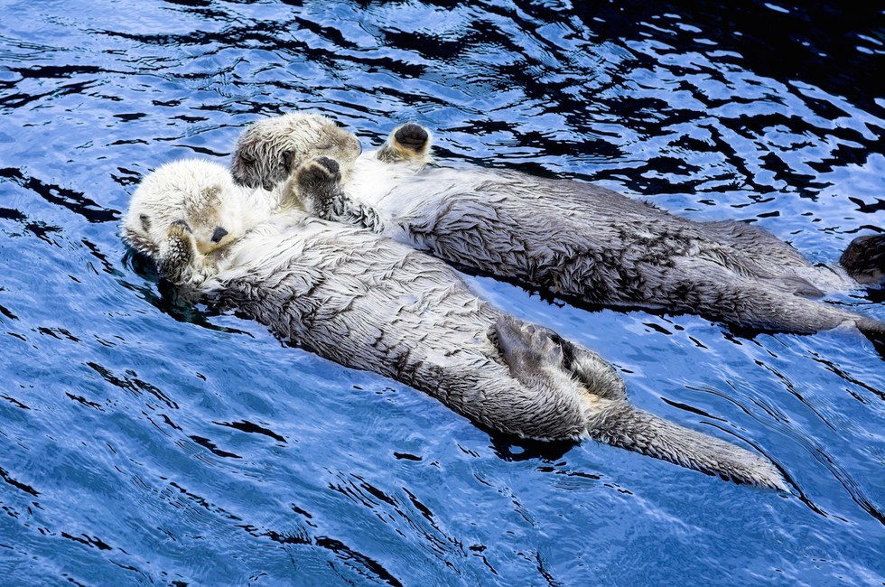 Sea Otters Hold Hands While They're Sleeping