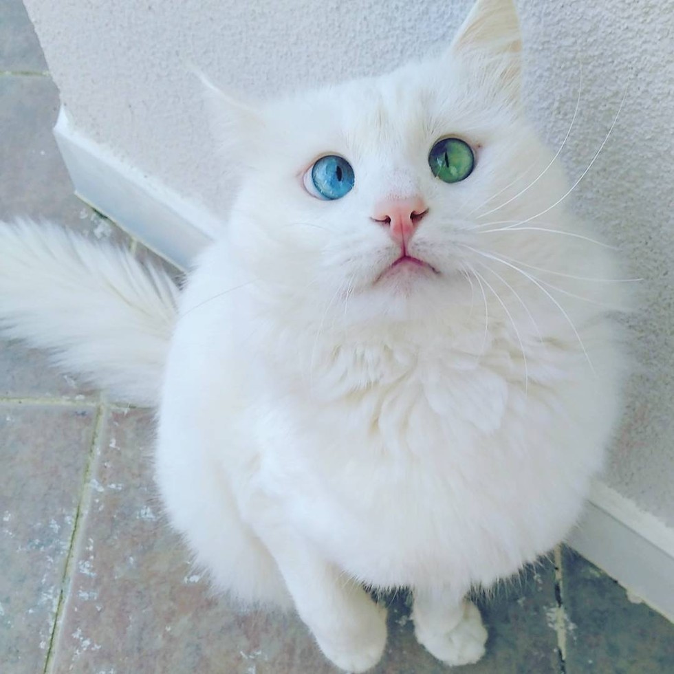 This Slightly Crosseyed Kitty Will Mesmerize You With His Distinctive