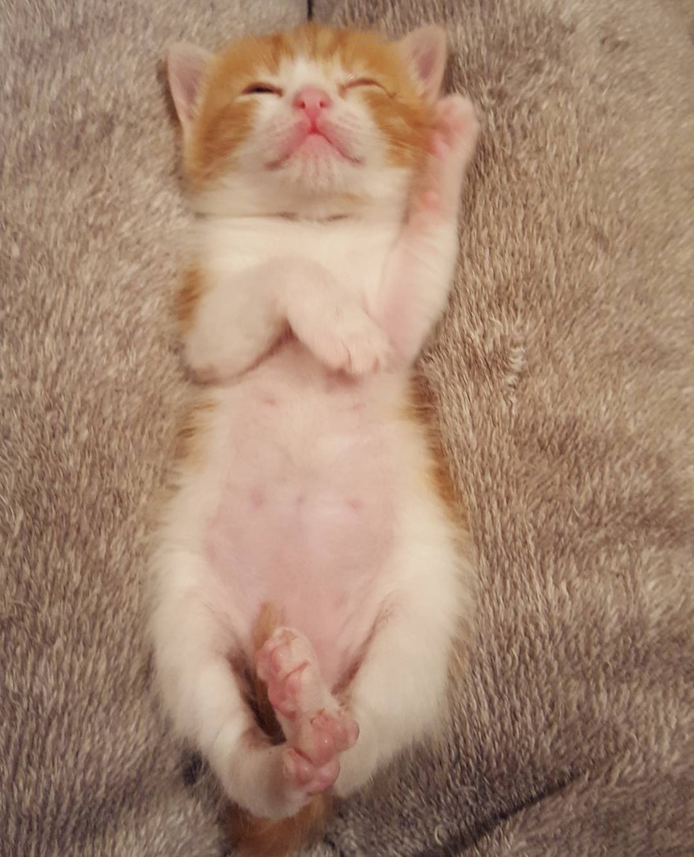 Despite Going Through Chemo, This Cat Continues Caring for Orphaned