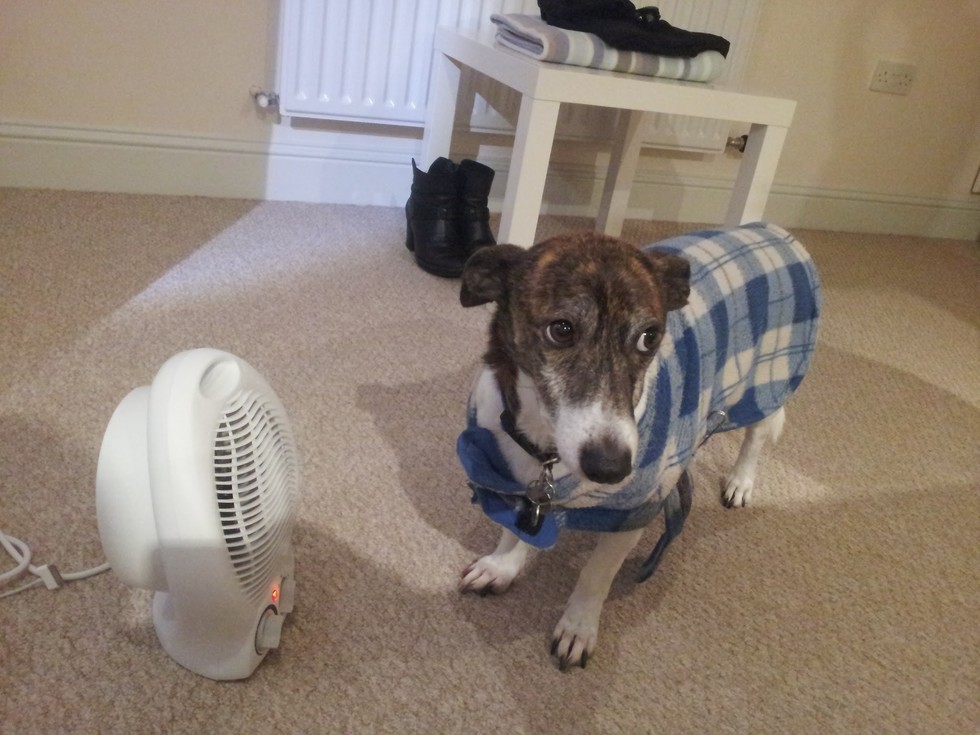 11 Pets Who Don't Want To Share The Heat With You