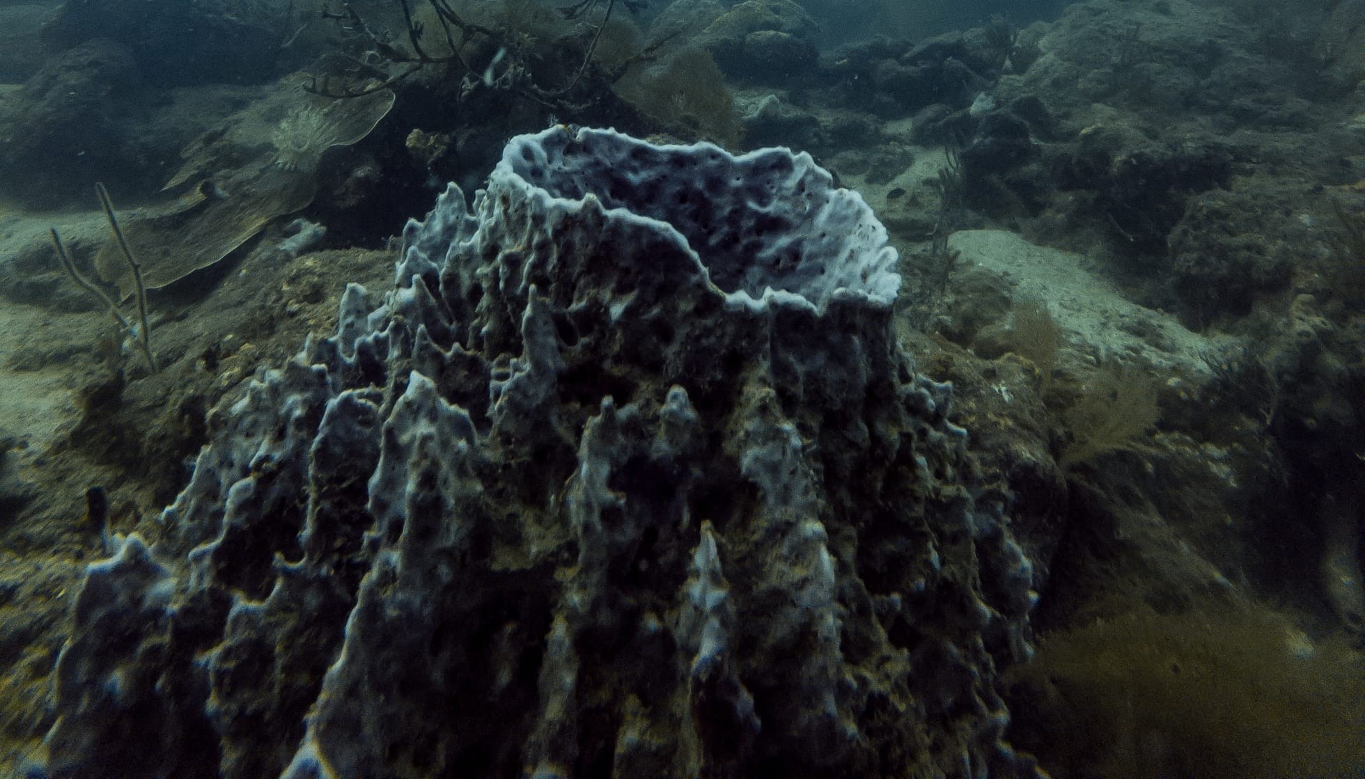 Fun Blue Ridge Coral Facts For Kids Kidadl