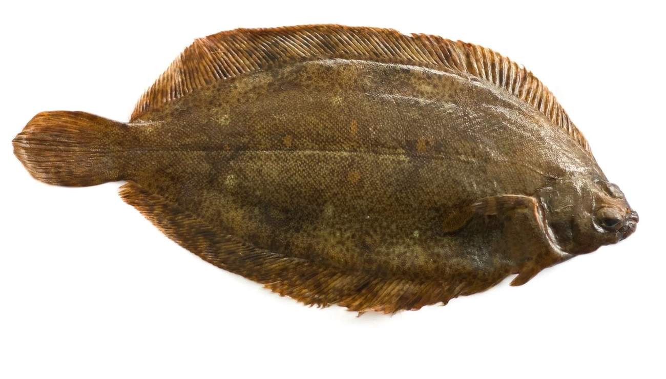 Fun Witch Flounder Facts For Kids Kidadl