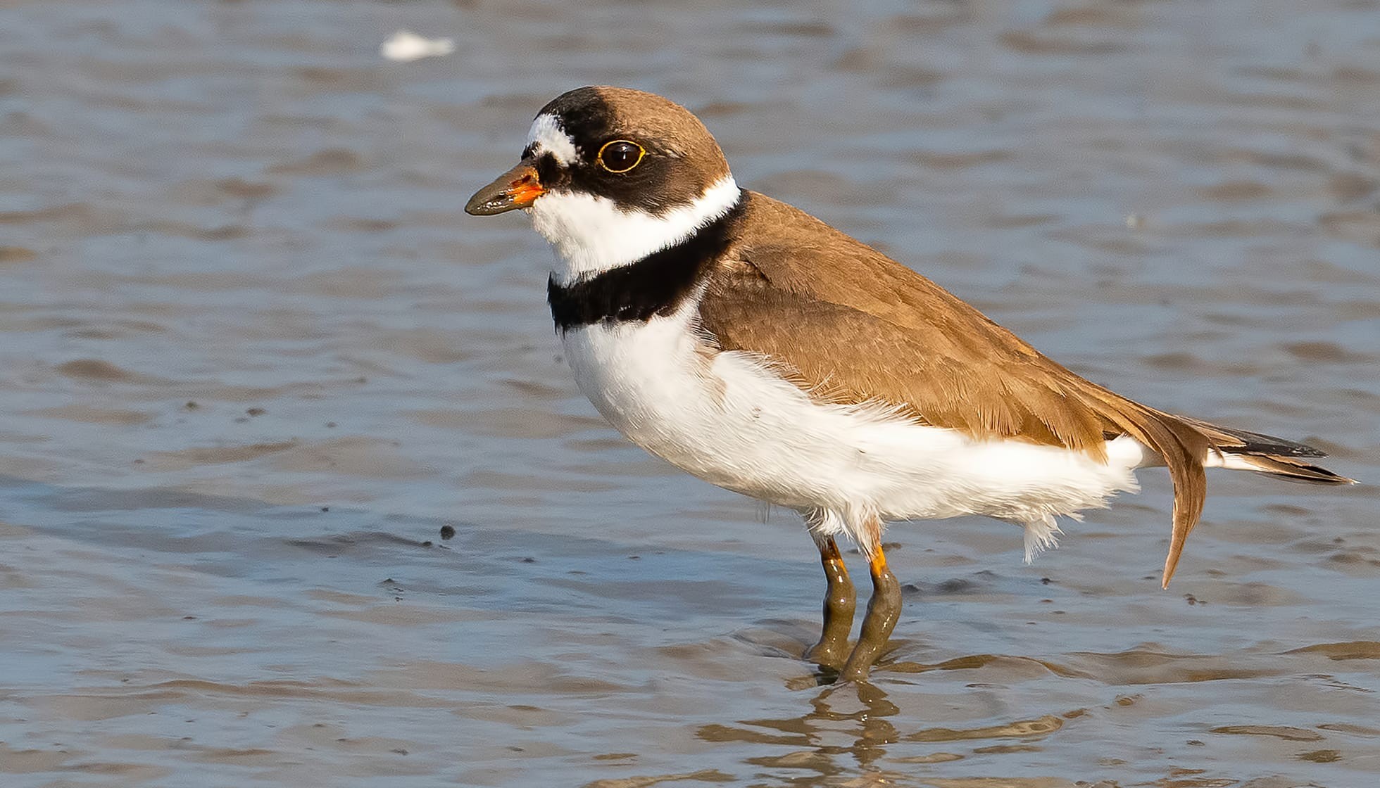 Fun Semipalmated Plover Facts For Kids Kidadl