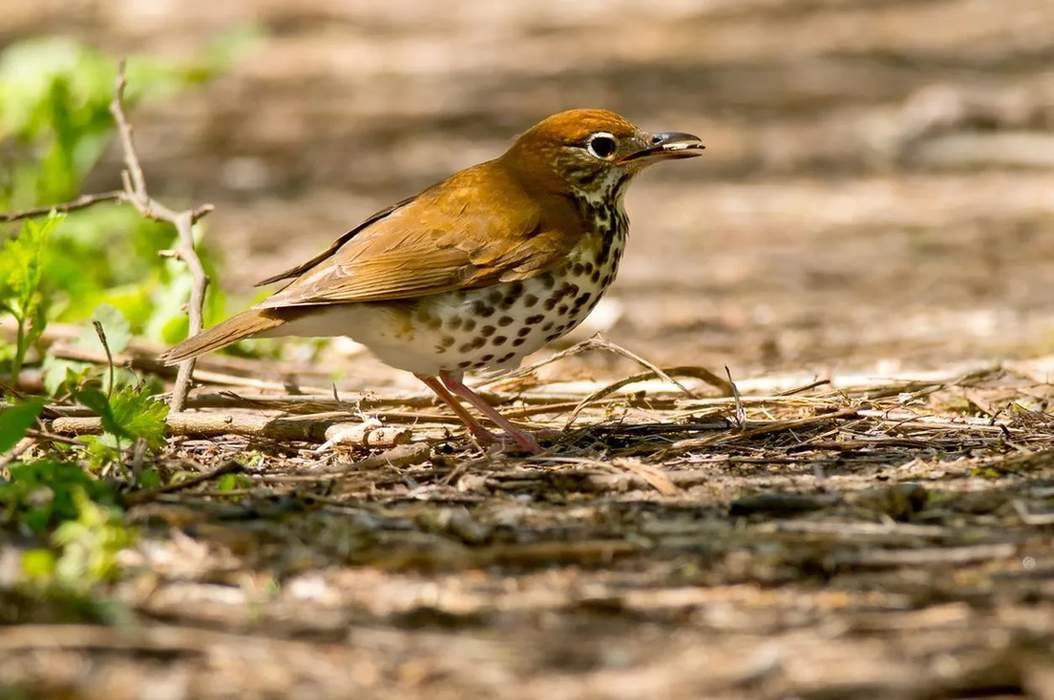 Fun Wood Thrush Facts For Kids Kidadl