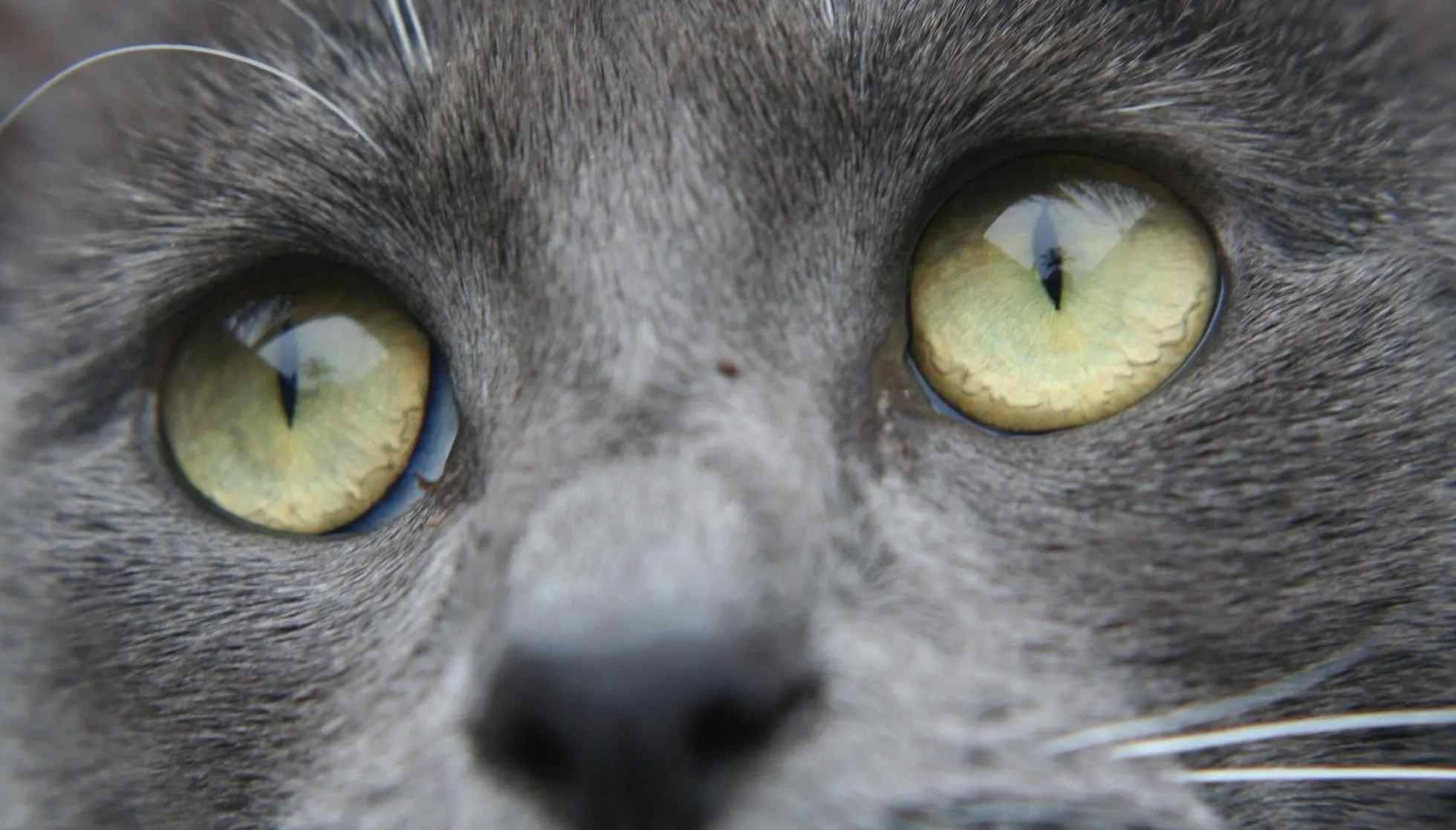 Fun Bay Cat Facts For Kids Kidadl