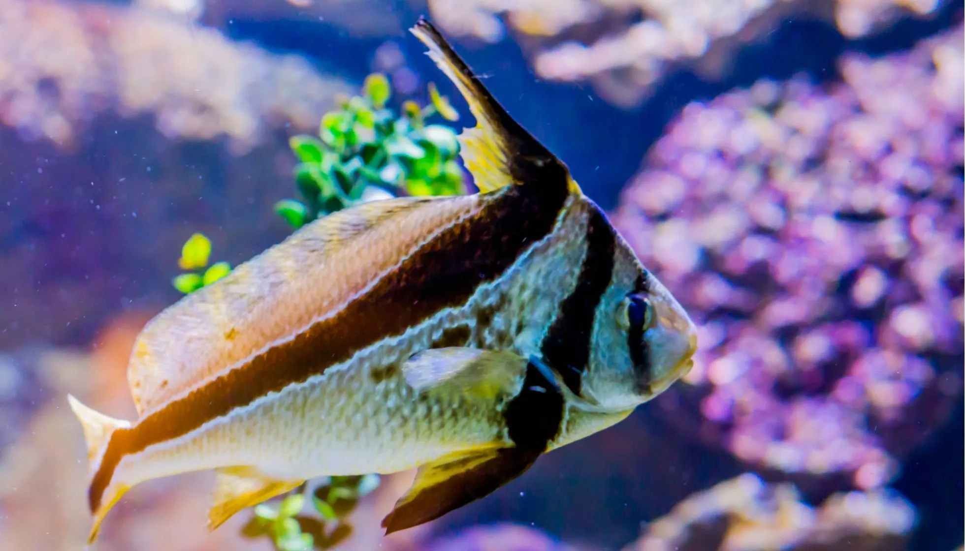 Fun Jackknife Fish Facts For Kids Kidadl