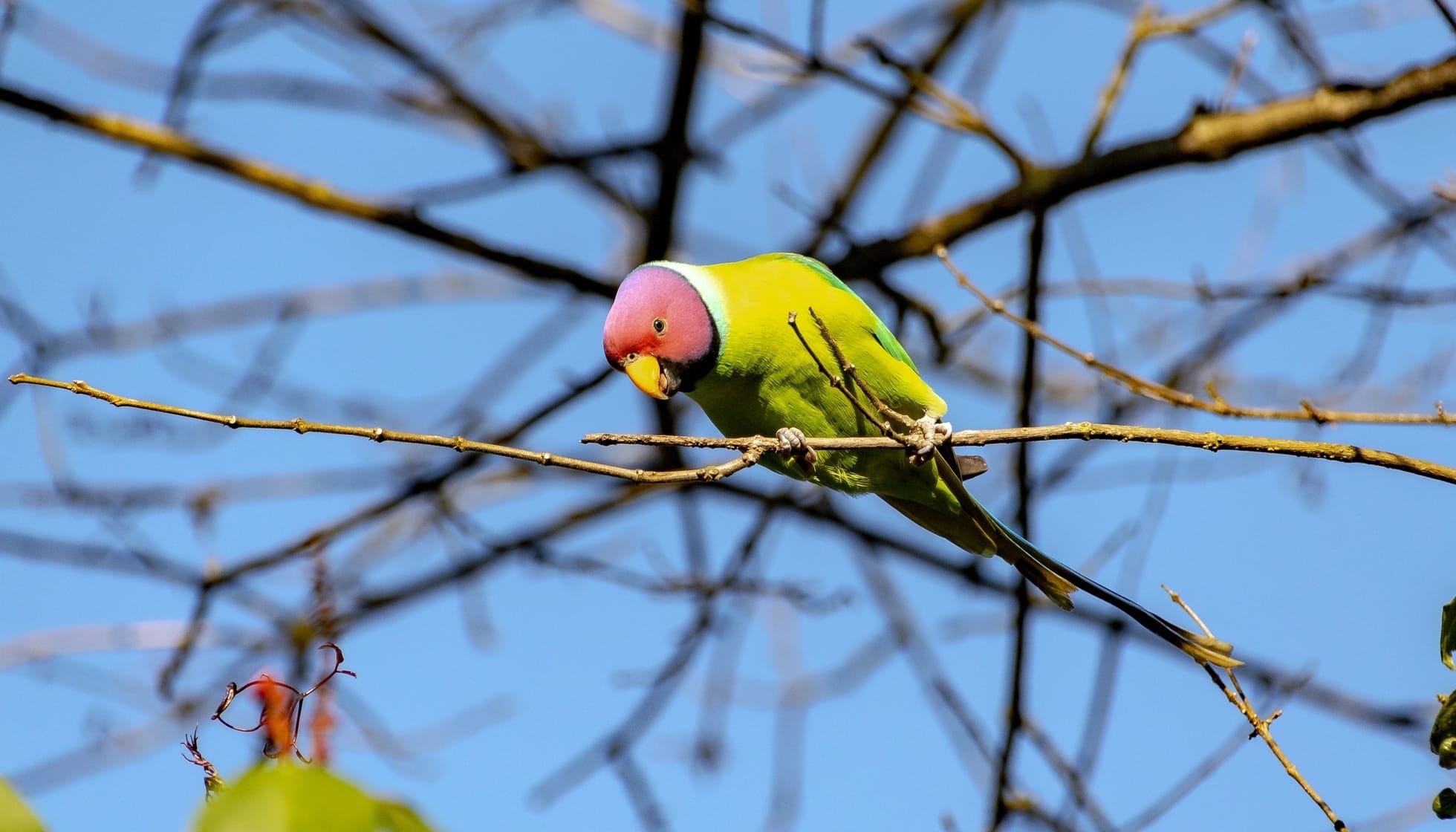 Fun Plumheaded Parakeet Facts For Kids Kidadl
