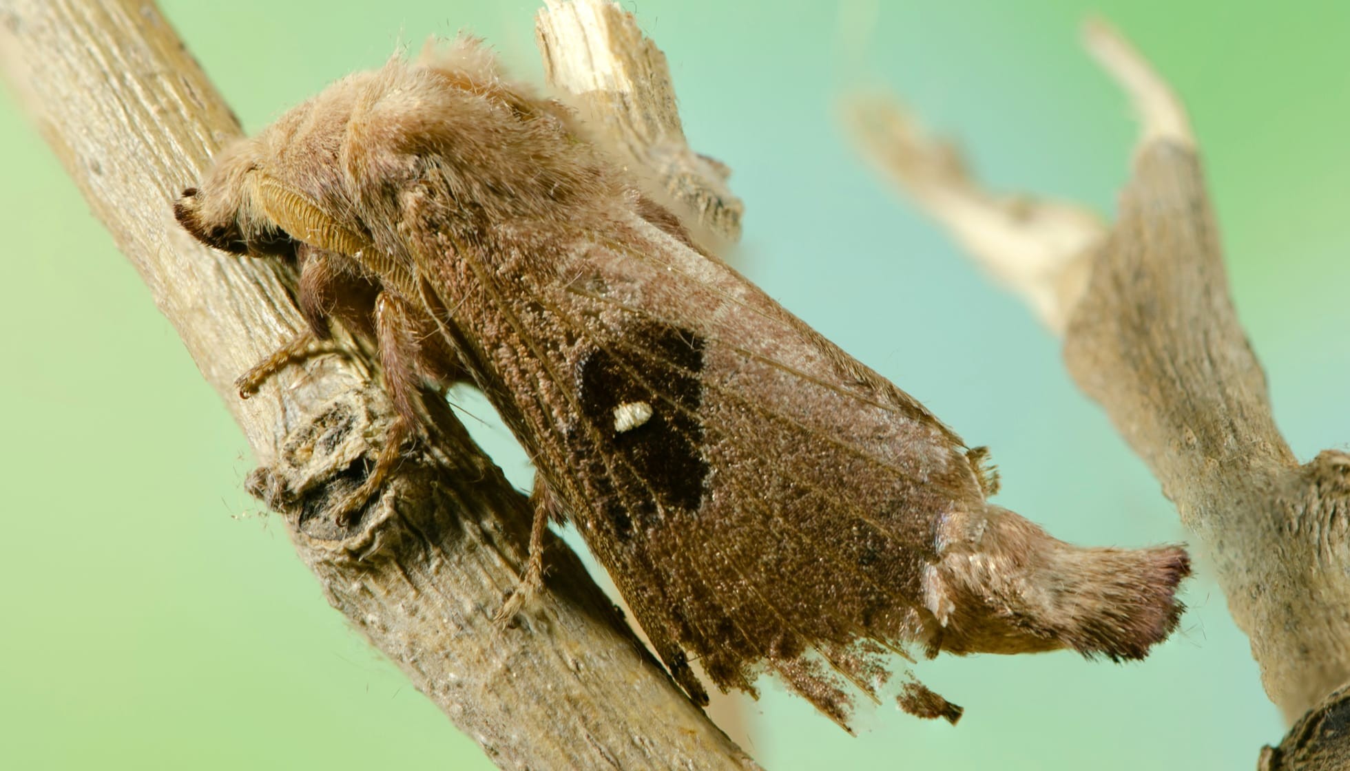 Fun Forest Tent Caterpillar Moth Facts For Kids Kidadl