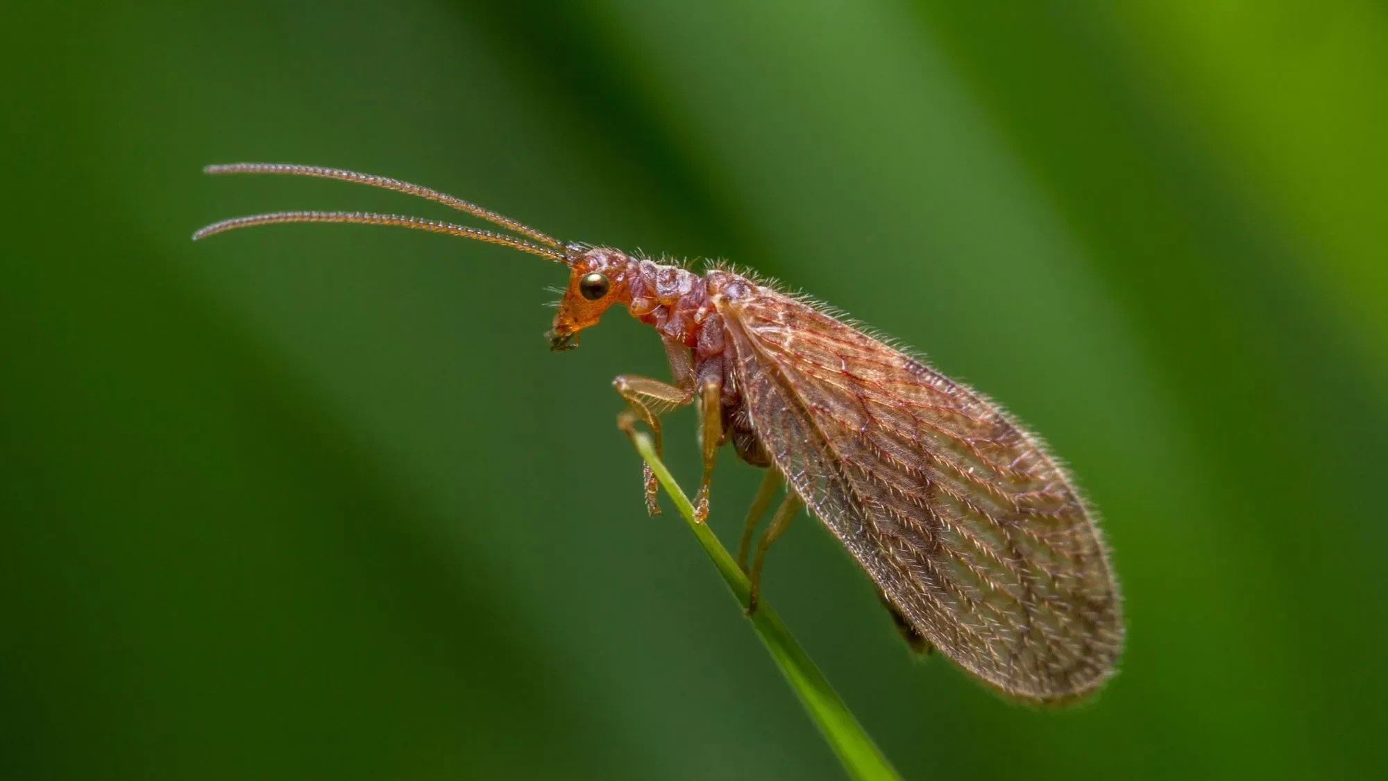Fun Brown Lacewing Facts For Kids Kidadl