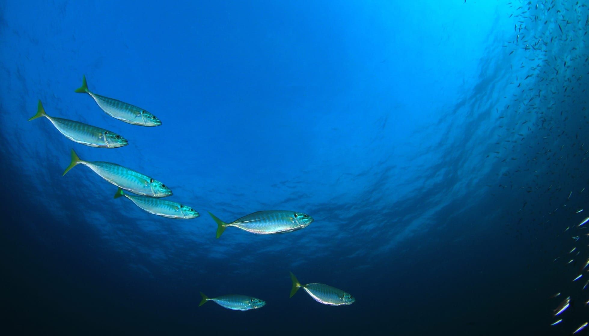 Fun Pacific Bonito Facts For Kids Kidadl