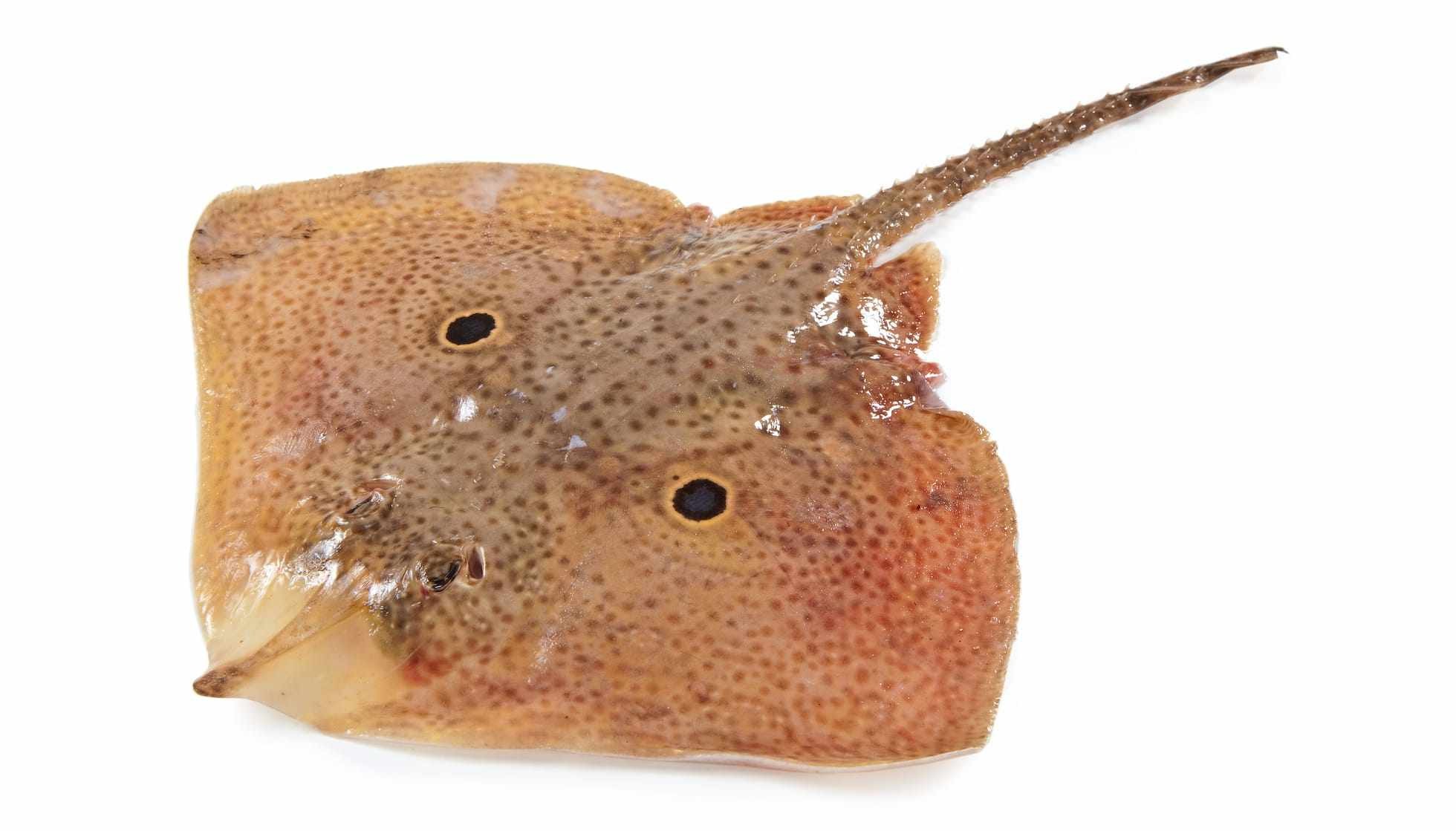 Fun Skate Fish Facts For Kids Kidadl