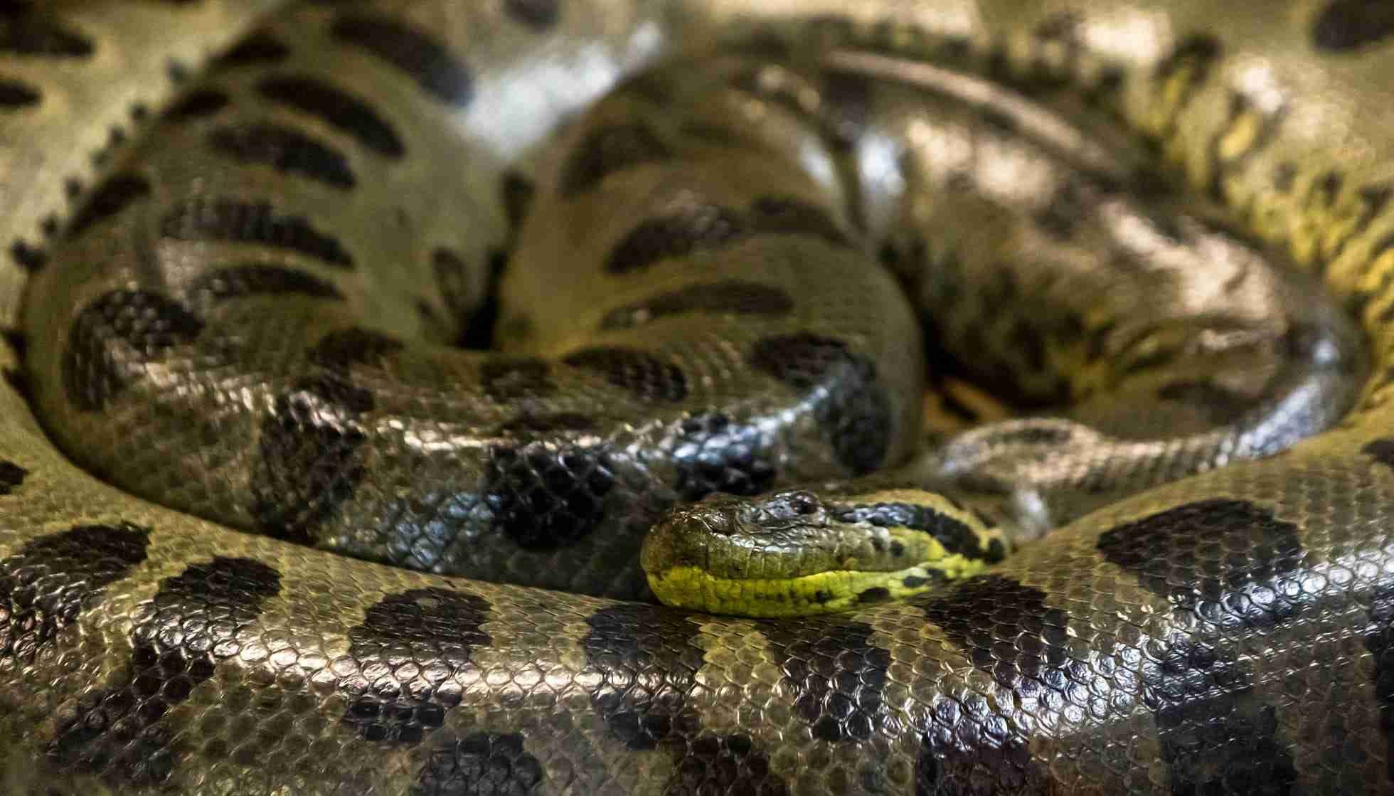 Fun Green Anaconda Facts For Kids Kidadl