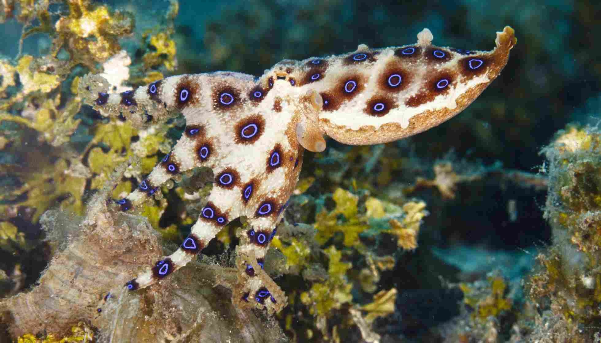 Fun Greater Blueringed Octopus Facts For Kids Kidadl