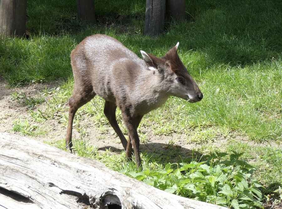 Fun Tufted Deer Facts For Kids Kidadl