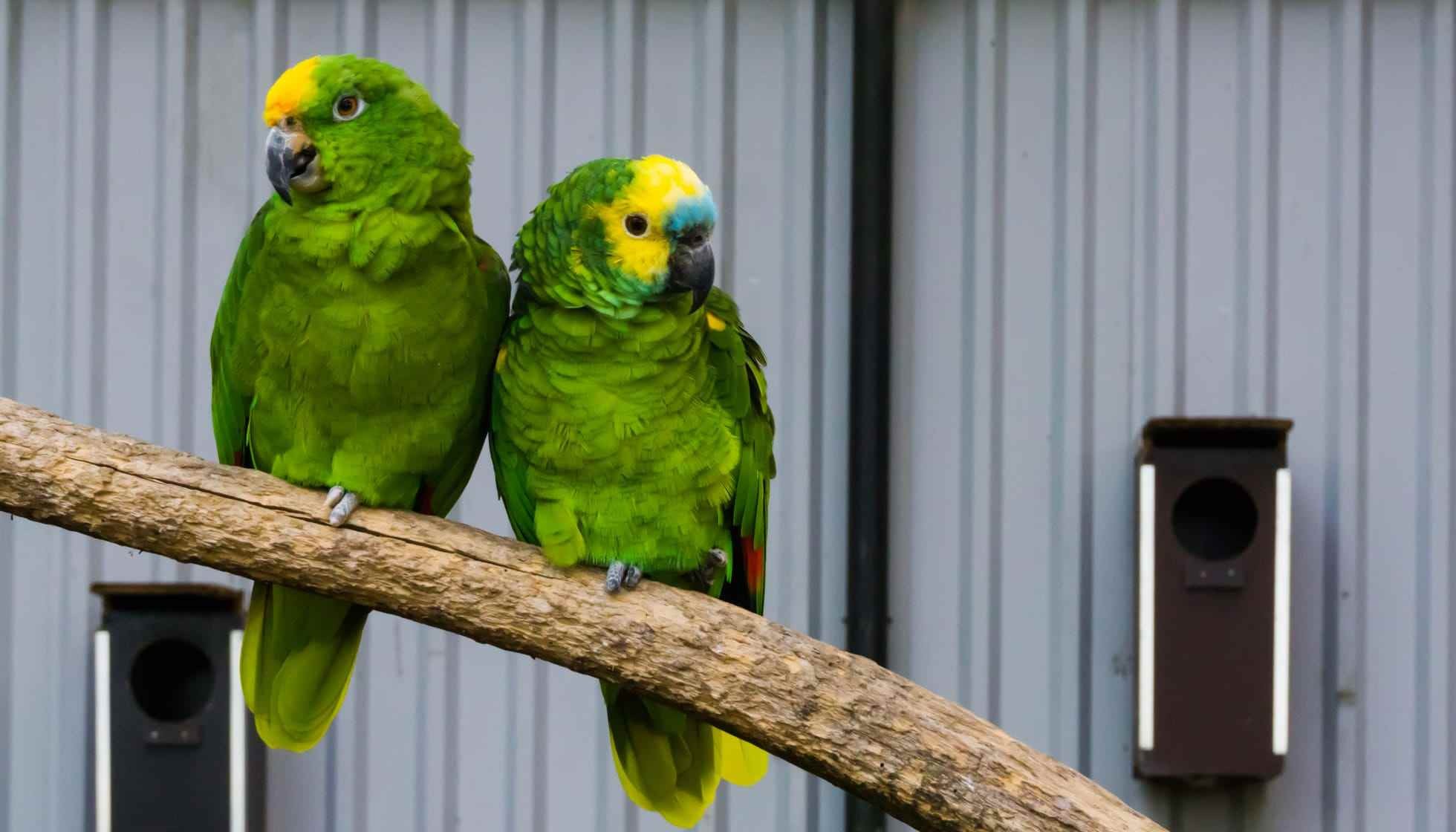 Fun Panama Amazon Facts For Kids Kidadl