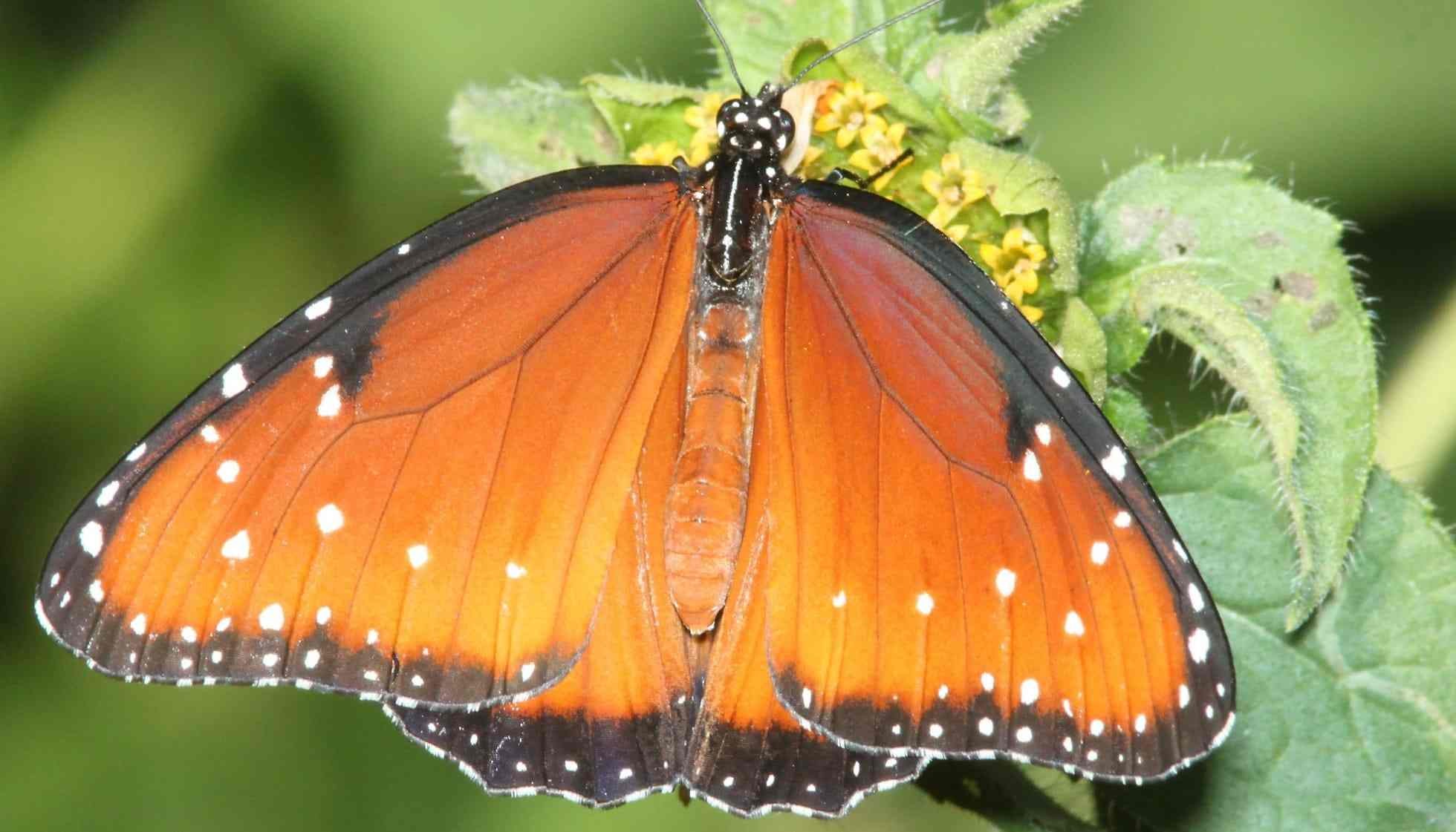 Fun Queen Butterfly Facts For Kids Kidadl