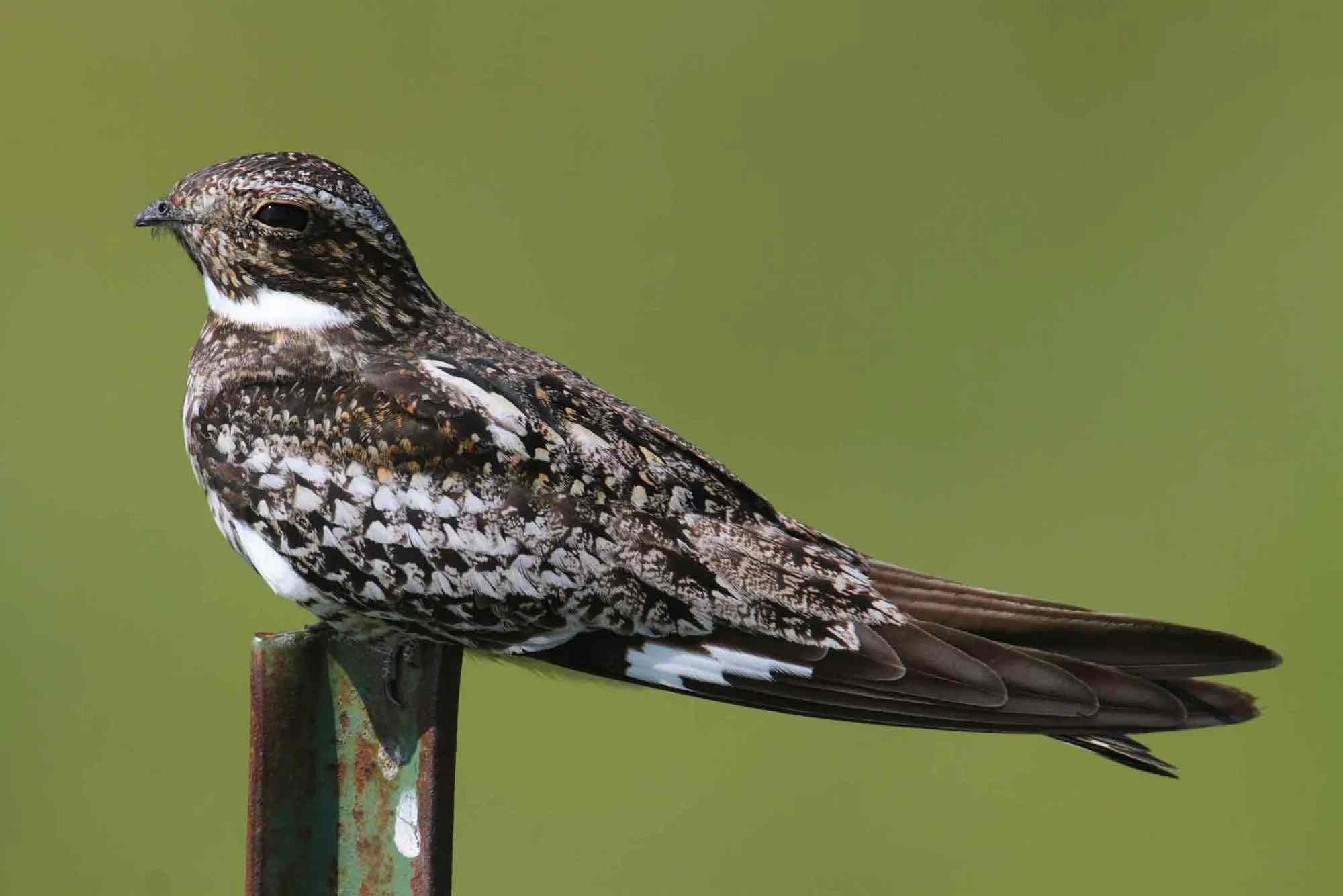Fun Common Nighthawk Facts For Kids Kidadl