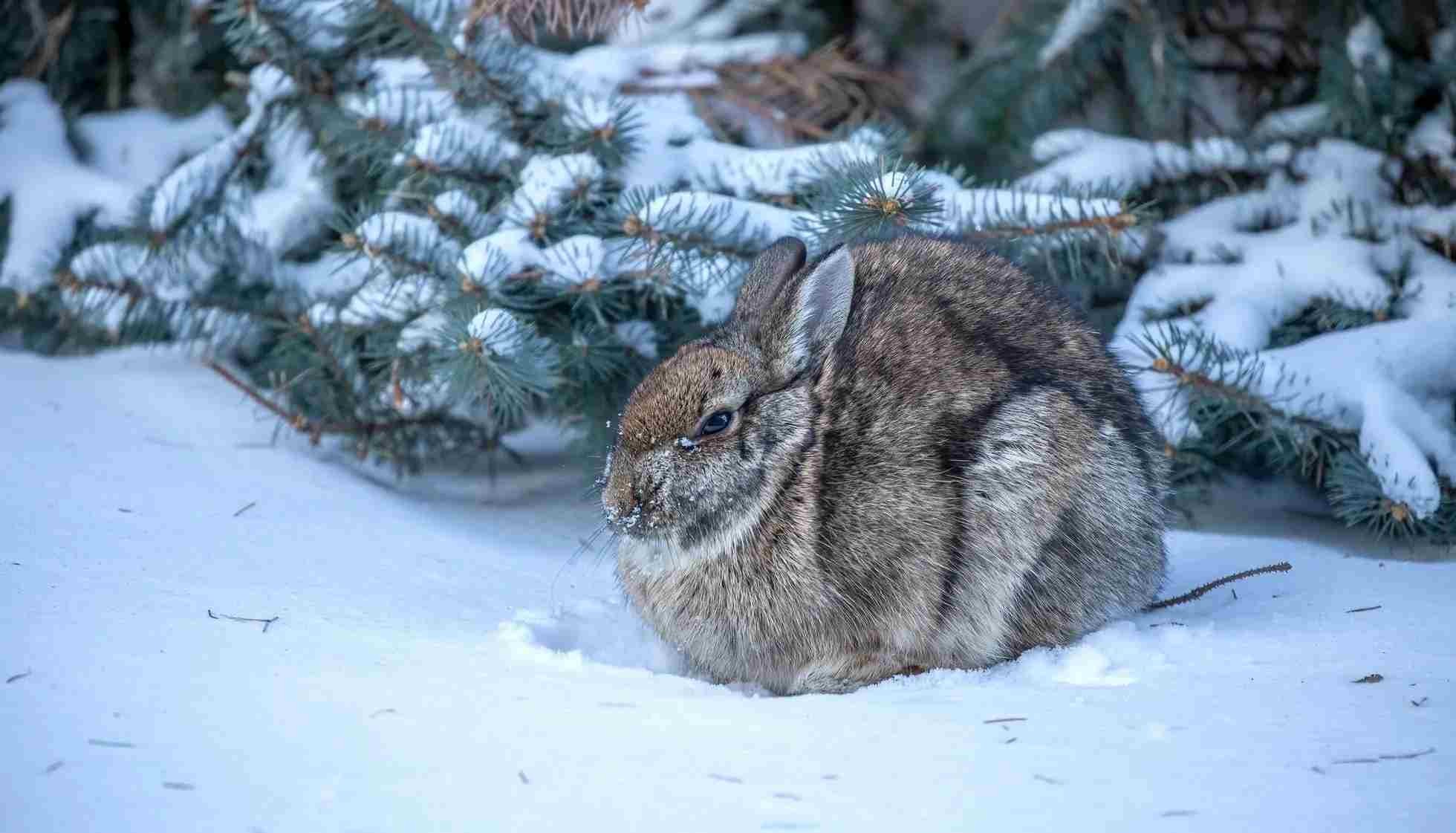 Fun Cottontail Rabbits Facts For Kids Kidadl