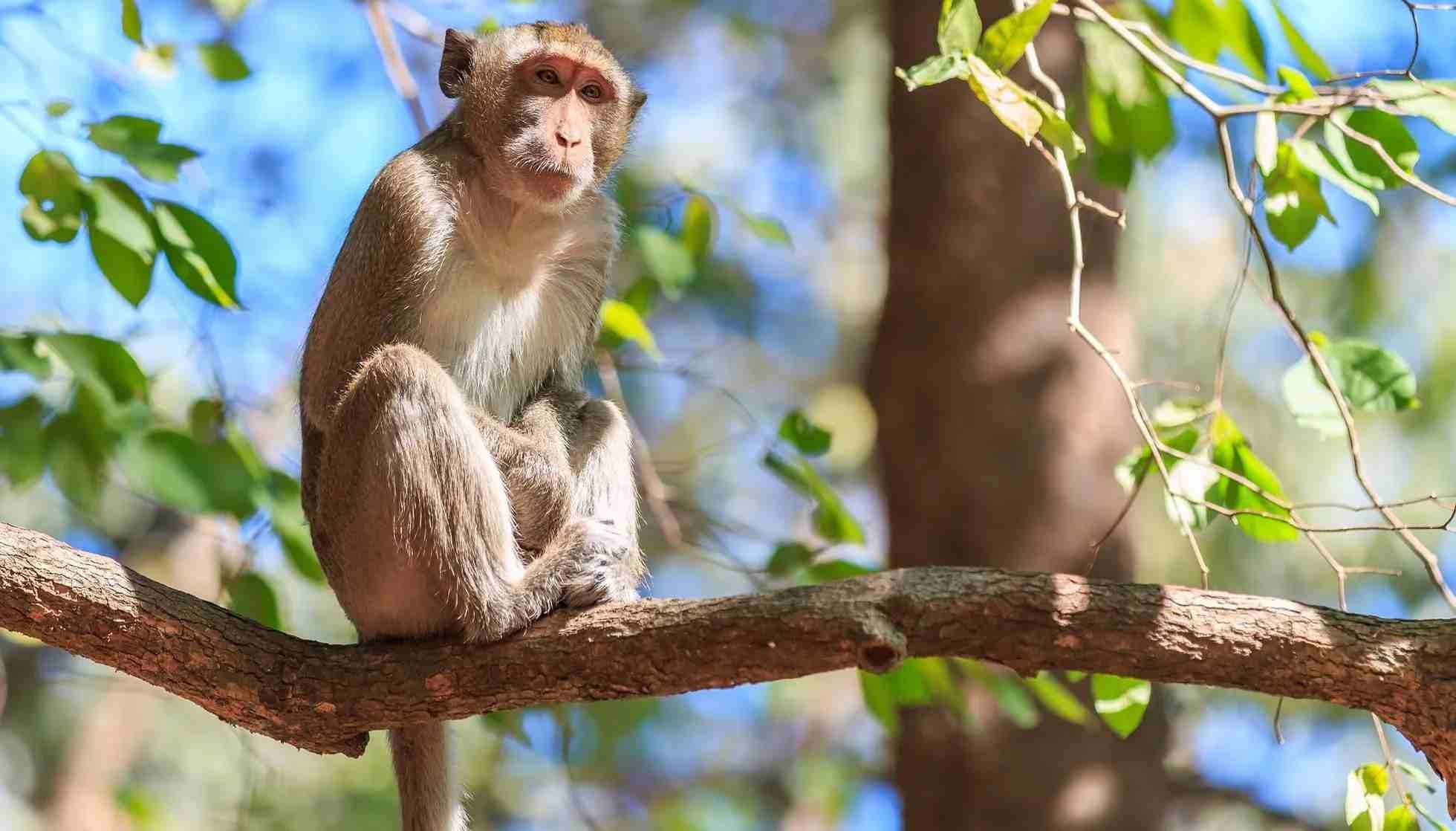 Fun Crabeating Macaque Facts For Kids Kidadl