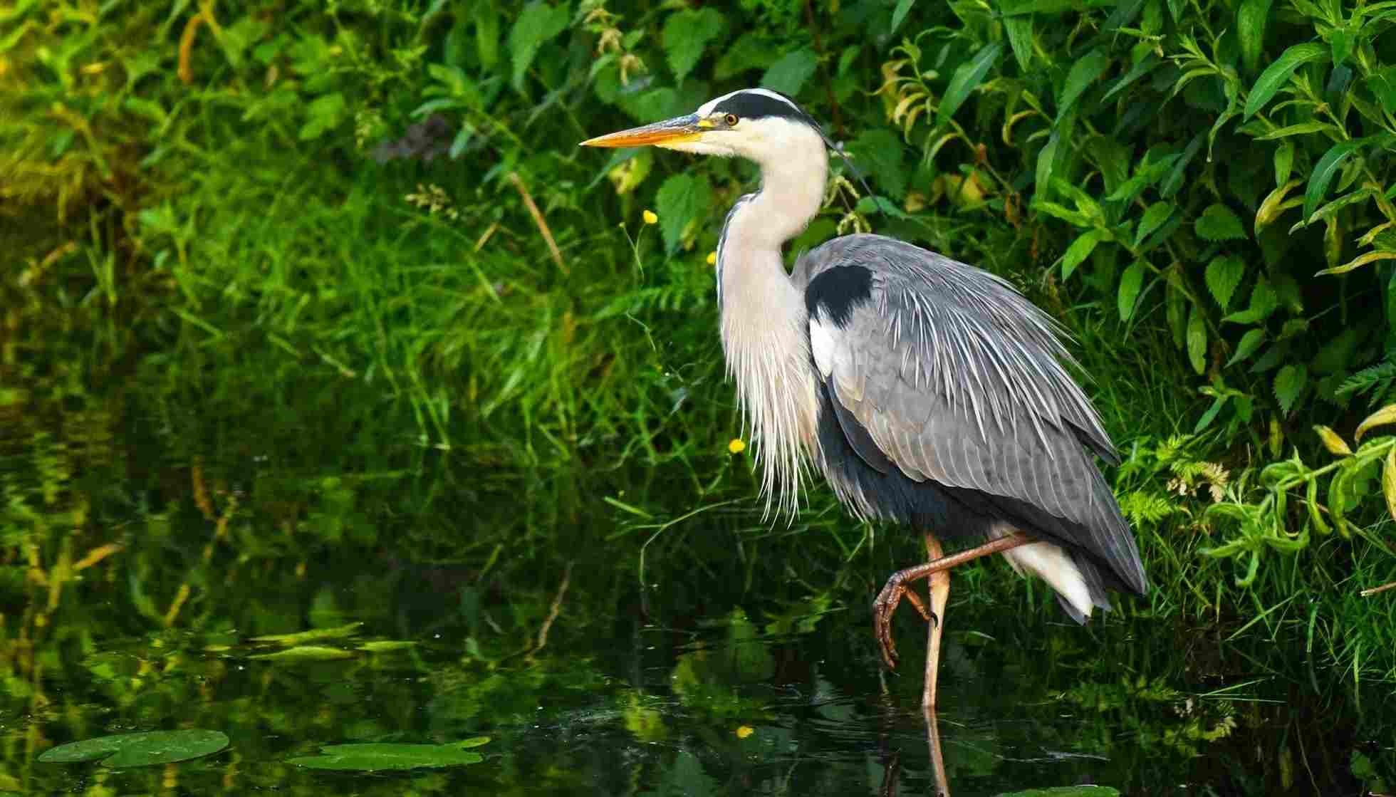 Fun Grey Heron Facts For Kids Kidadl