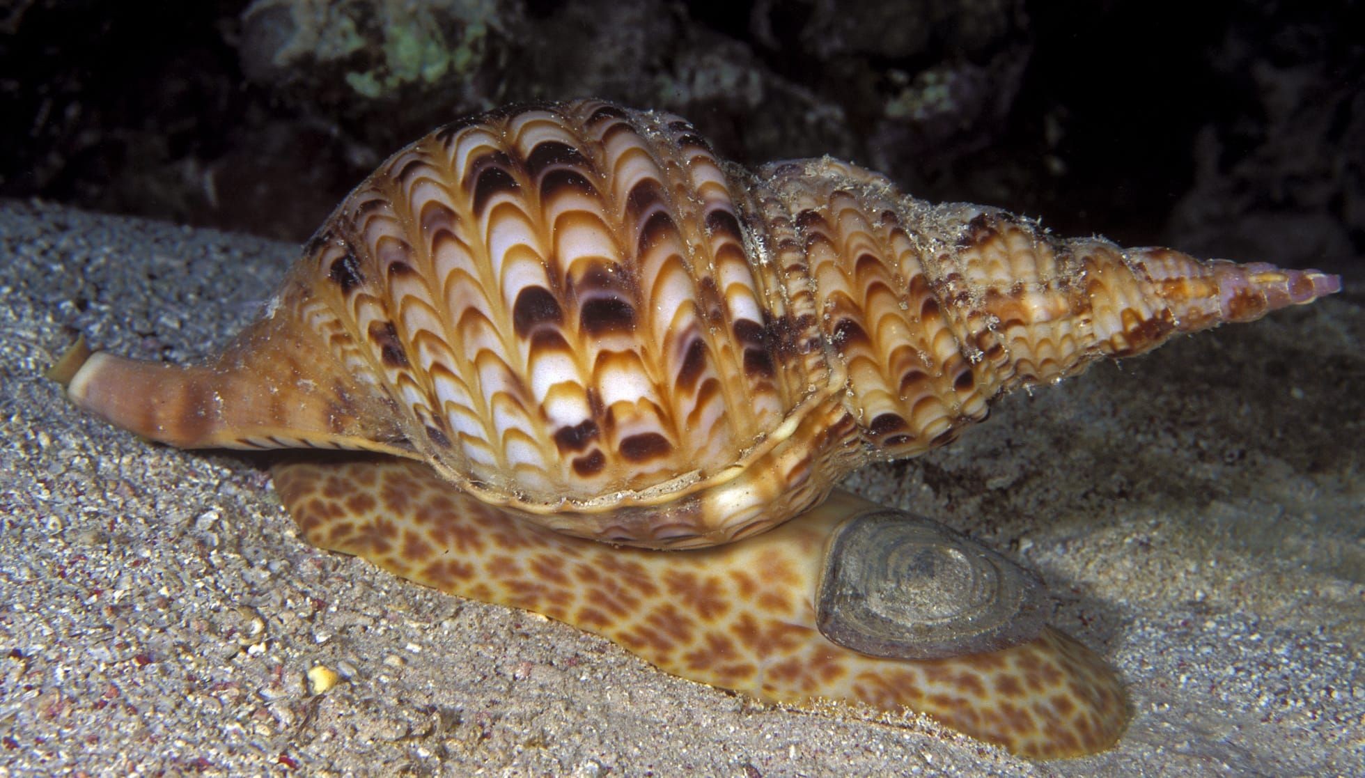 Fun Triton's Trumpet Facts For Kids Kidadl